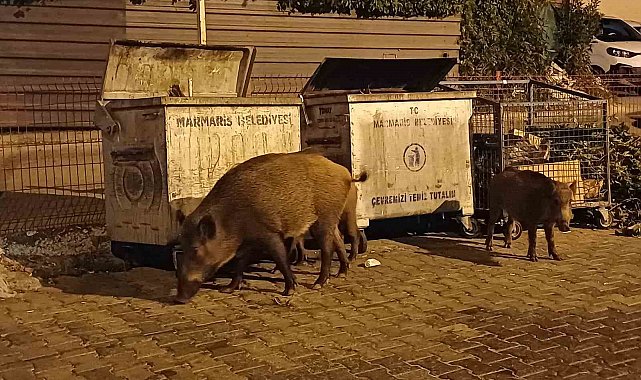 Belediye sessiz kaldı, Marmaris'i domuzlar ele geçirdi