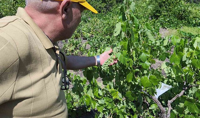Beyşehir'de patates ekili alanlarda zararlı alarmı