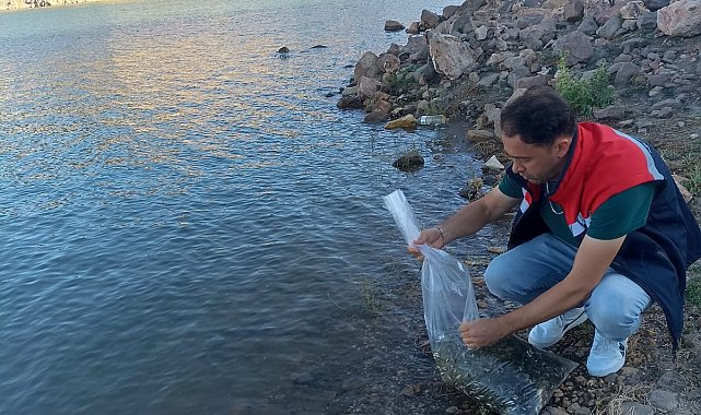 Beyşehir'in göletlerine yavru sazan takviyesi