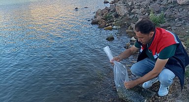 Beyşehir'in göletlerine yavru sazan takviyesi