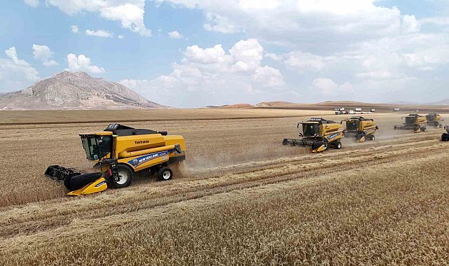 Biçerdöverler aynı anda tarlalara girdi, binlerce dekar arazide hasat sürüyor