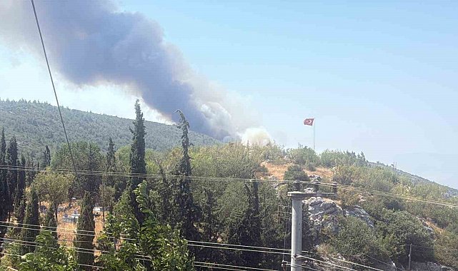 Bilecik'te alevler tavuk çiftliklerine dayandı