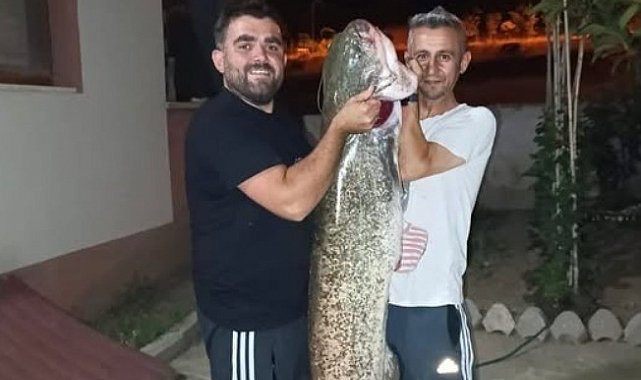Bilecik'te dev yayın balığını tutuldu