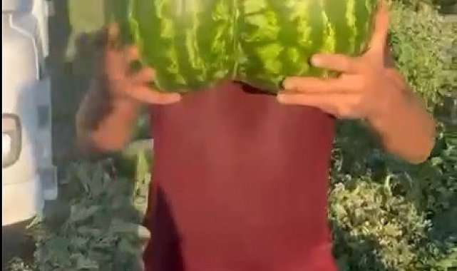 Bilecik'te hasat edilen ikiz kavun ve karpuz görenleri hayrete düşürdü