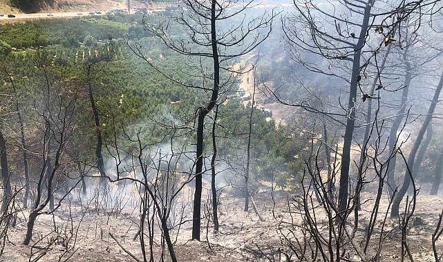 Bilecik'te orman yangını ekipler tarafından söndürüldü