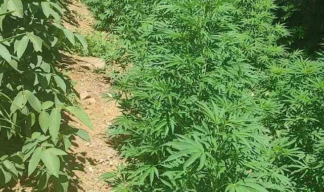 Bingöl'de 17 bin kök kenevir ele geçirildi