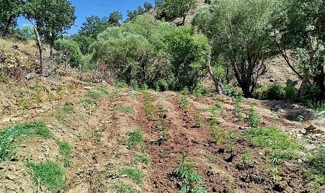 Bingöl'de 4 bin kök kenevir bitkisi ele geçirildi