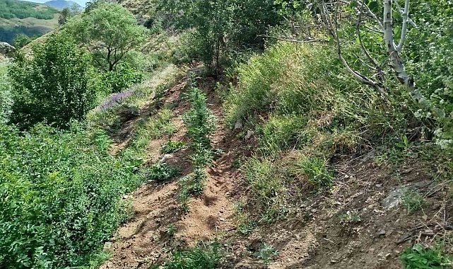 Bingöl'de 843 kök kenevir bitkisi ele geçirildi