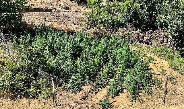 Bingöl'de bin 651 kök kenevir bitkisi ele geçirildi