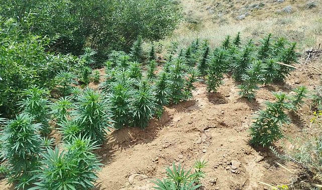 Bingöl'de uyuşturucu operasyonu: 2 bin 365 kök kenevir ele geçirildi