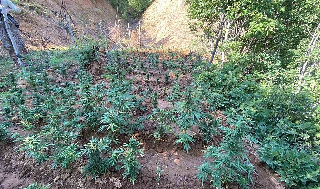 Bingöl'de uyuşturucuyla mücadele sürüyor