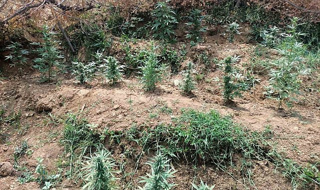 Bingöl'de uyuşturucuyla mücadele