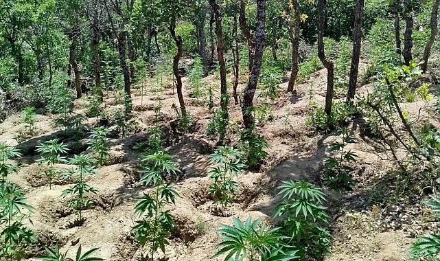 Bingöl'de yaklaşık 6 bin kök kenevir bitkisi ele geçirildi