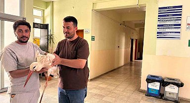 Bingöl'de yaralı leylek koruma altına alındı