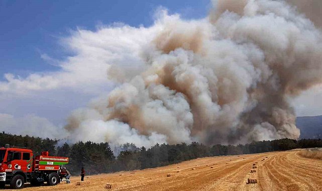 Bolu'da anız yangını ormana sıçradı