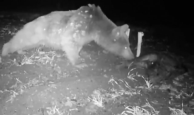 Boz ayı fotokapanla görüntülendi