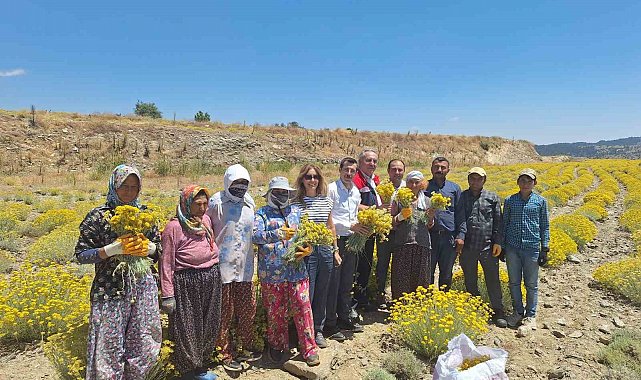 Bozdoğan'da lavanta ve altın otu hasadı yapıldı