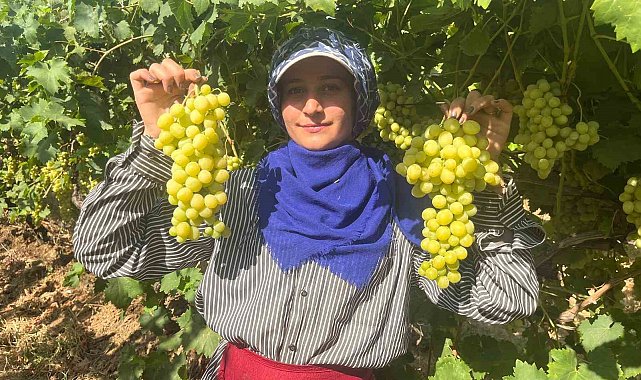 Buldan'ın meşhur üzümü Avrupa ve Arap ülkelerinden talep alıyor