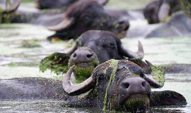 Burası Afrika değil Erzurum Ovası