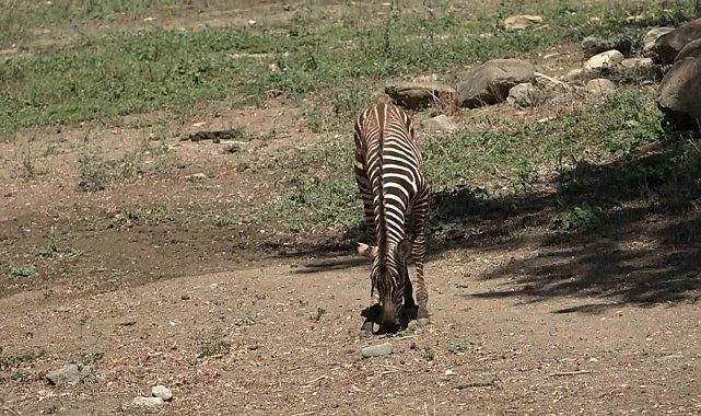 Bursa Hayvanat Bahçesi'nde zebra ailesi genişliyor