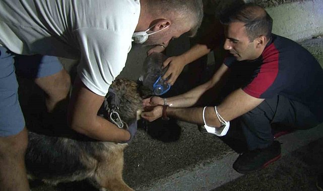 Bursa'daki yangından etkilenen hayvanlar böyle kurtarıldı