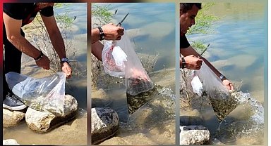 Çamardı'da göletlere yavru sazan bırakıldı