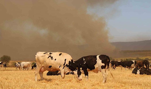 Çanakkale'deki yangında köylüler hayvanlarını korumak için tarlalarda bekletiyor