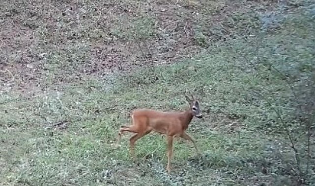 Çankırı'da yaban hayatı fotokapanda