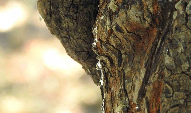 Çeşme'de ağaçlardan sakız damlayacak