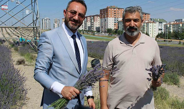 Çiftçilere örnek olması için ekilen lavantanın 4. hasadı yapıldı
