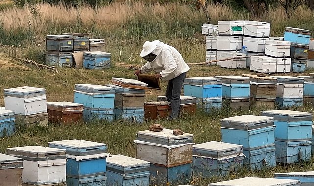 Cilo Dağı eteklerinde bal üretimi