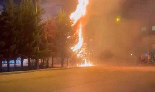 Çocukların torpille oyunu ağaçlık alanı tutuşturdu: Çok sayıda ağaç küle döndü