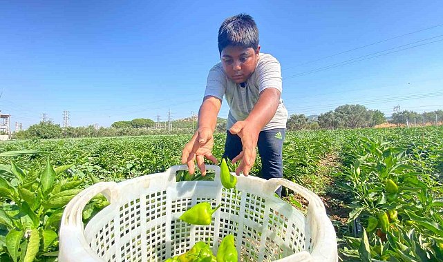 Coğrafi işaretli Arslanlar biberinde hasat dönemi başladı