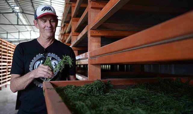 Coğrafi işaretli Bayburt tarhununa Amerika'dan talip çıktı: Yetiştirilen bütün tarhunlar Amerika'ya ihraç edilecek