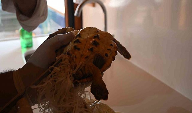 Çuvala dolanmış halde yaralı bulunan Caretta caretta denizle buluştu