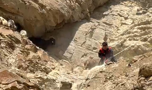 Dağda mahsur kalan koyunlar ekipler tarafından kurtarıldı