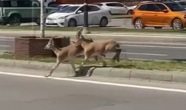 Dağların eşsiz tırmanıcıları yolunu şaşırıp kent merkezine indi