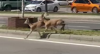 Dağların eşsiz tırmanıcıları yolunu şaşırıp kent merkezine indi