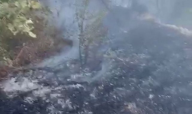 Datça'da kuru ot yangını korkuttu