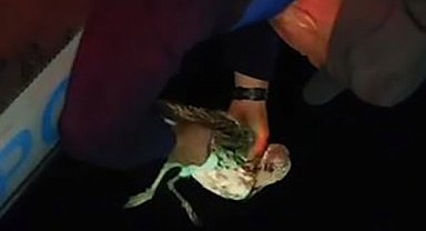 Denizde misinaya dolanan martıyı polis kurtardı