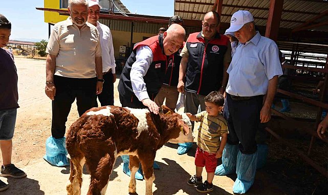 Denizli'de 511 bin ton inek sütü üretiliyor