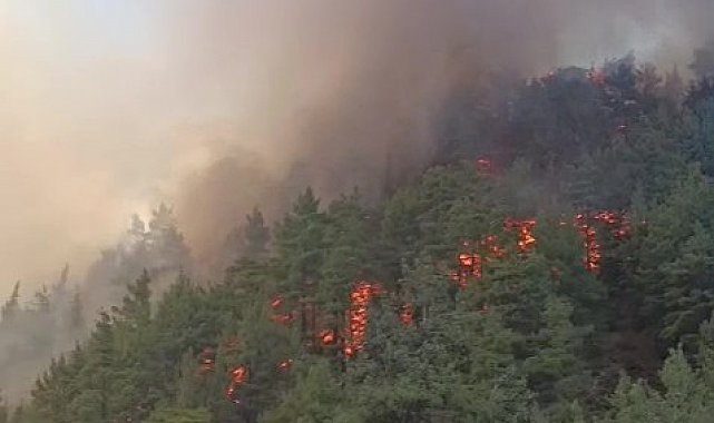 Denizli'de boş evde çıkan yangın ormana sıçradı
