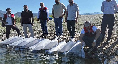 Denizli'de göl ve göletlere 1 milyon sazan yavrusu bırakıldı