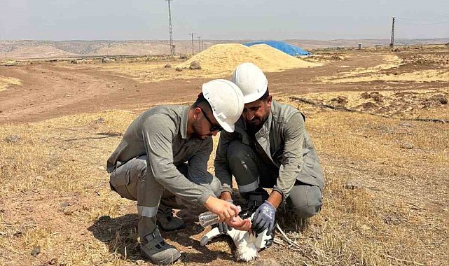 Dicle Elektrik ekipleri bitkin düşen leyleği kurtardı