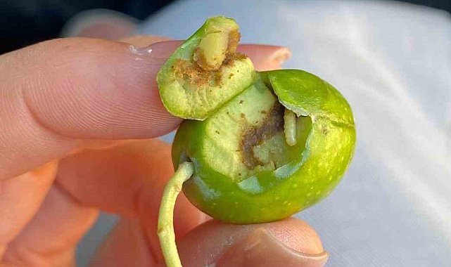 Didim'de üreticilere zeytin sineği uyarısı