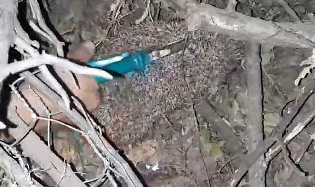 Dikenli tellere dolanan kirpiyi çocuklar kurtardı