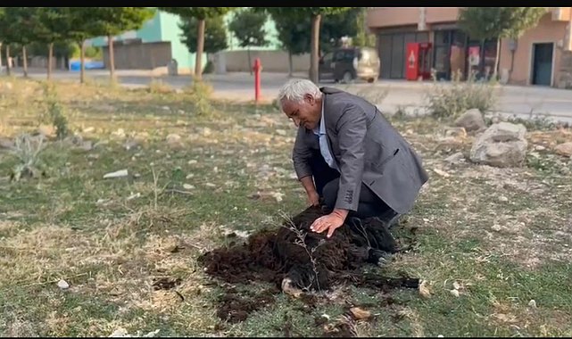 Diyadin'de geleneksel koyun kırkımı devam ediyor