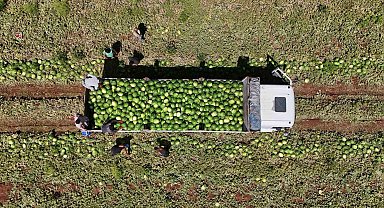 Diyarbakır karpuzunda hasat devam ediyor: Tarlada kilosu 1-2 lira