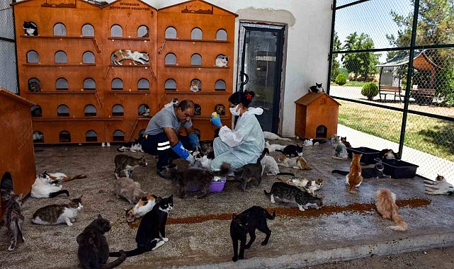 Diyarbakır'da 6 ayda 10 bin hayvan ihbarına müdahale