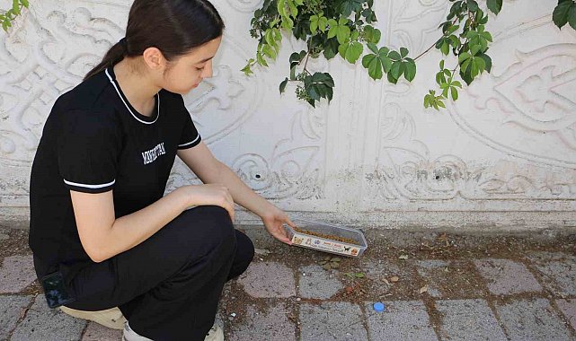 Diyarbakır'ın kavurucu sıcağında sokak hayvanları unutulmadı